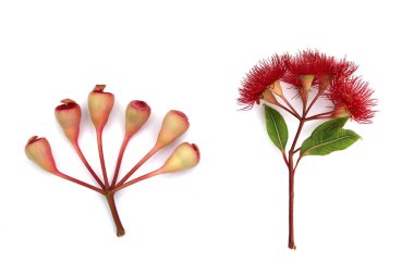 Red flowering Eucalyptus in bloom with Gum-nuts on white clipart