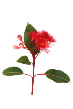 Red flowering Eucalyptus on white vertical image clipart