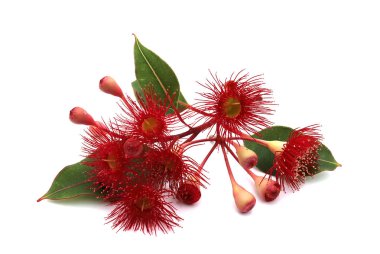 Red flowering Eucalyptus over white background clipart