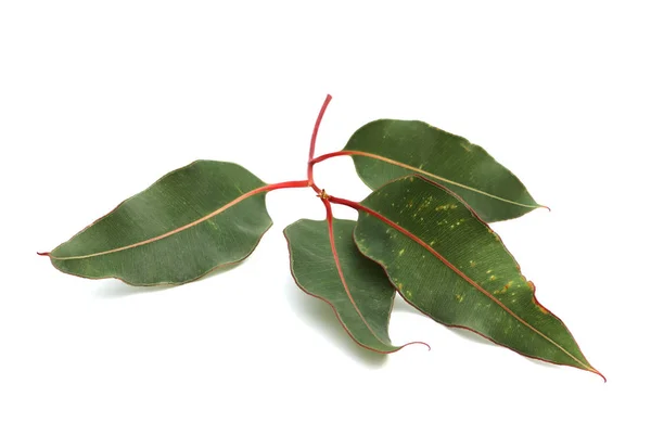 Zelená eukalyptu větev na bílém pozadí — Stock fotografie