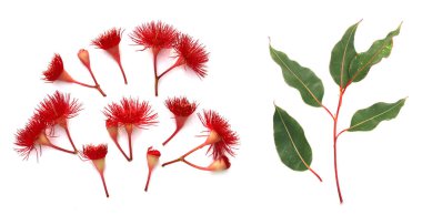 Red flowering Eucalyptus on white top view clipart