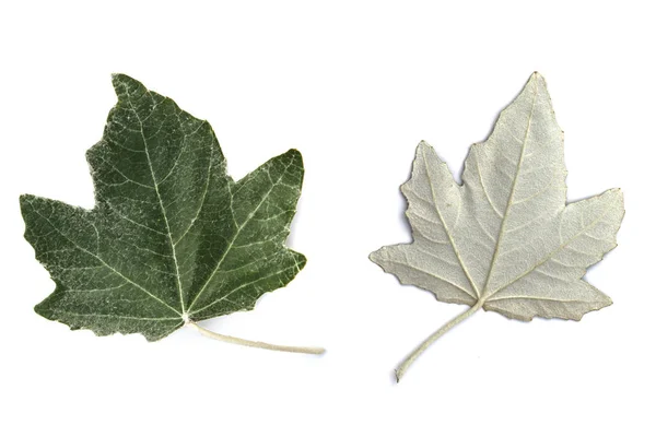Серебряный тополь листья на белом фоне — стоковое фото