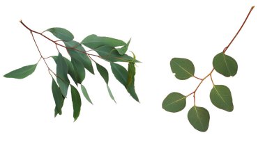 Green eucalyptus branches on white background  clipart