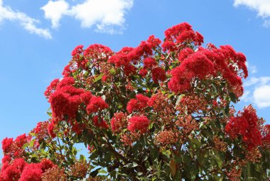Flowering gum tree in summer Victoria Australia clipart