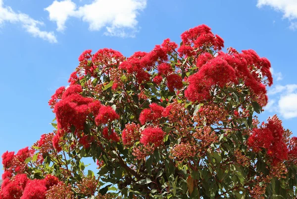 Flowering gum tree in summer Victoria Australia