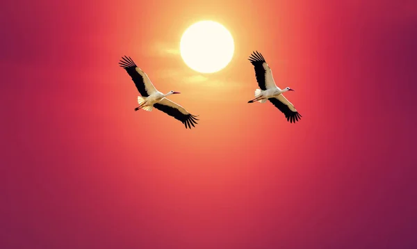 White storks over red sly background — Stock Photo, Image