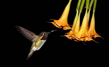 Siyah arkaplanda sinekkuşu 
