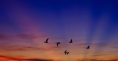 Gündoğumu veya günbatımı doğa kavramı kuşlara