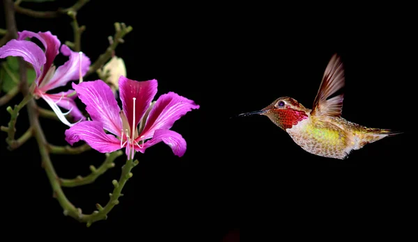 Färgglad kolibri med blossom blomma — Stockfoto