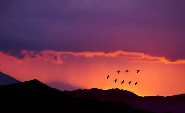 Pássaros voando ao nascer do sol sobre as montanhas — Fotografia de Stock