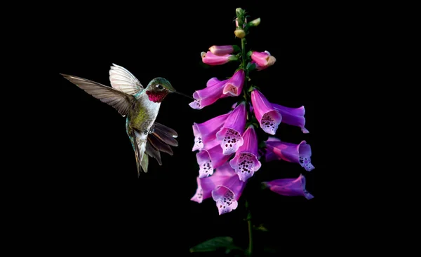 Анни Hummingbird з квітами фіолетового наперстянка — стокове фото