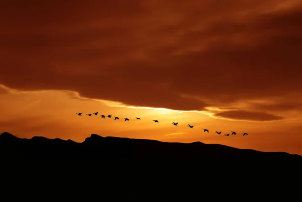 Migración de aves en primavera u otoño — Foto de Stock