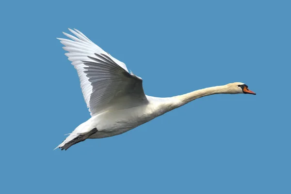 Cisne blanco volando contra el cielo azul claro —  Fotos de Stock