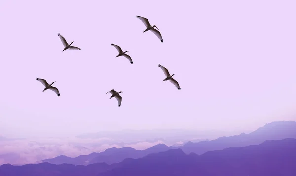 Aves voadoras sobre a paisagem de fundo roxo — Fotografia de Stock