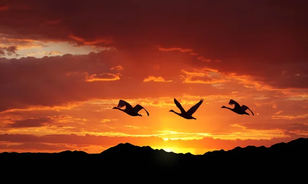 Vögel fliegen bei Sonnenuntergang über die Berge — Stockfoto