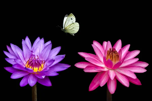 Farfalla e ninfee primo piano — Foto Stock