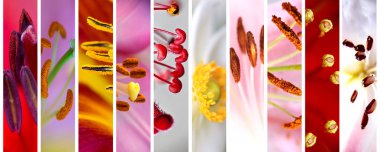 Makro stamens Blooming çiçek
