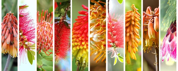 Native Australian plants set — Stock Photo, Image