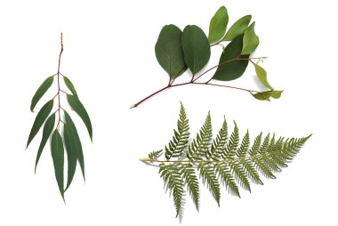 Green eucalyptus branch on white background  clipart