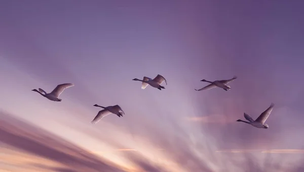 Schöner Himmel bei Sonnenuntergang oder Sonnenaufgang mit fliegenden Vögeln — Stockfoto