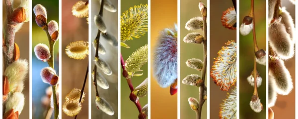 Spring flowering branches of willow collection — Stock Photo, Image