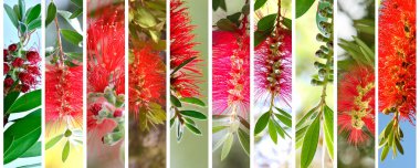 Bottlebrushes Avustralya bitki seti 