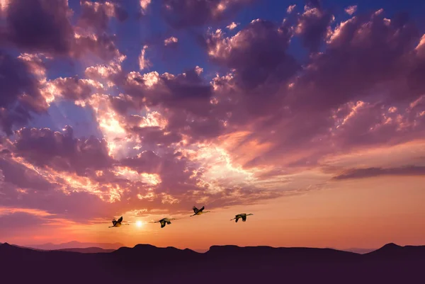Fåglar som flyger mot kvällen panoramautsikt över solnedgången — Stockfoto