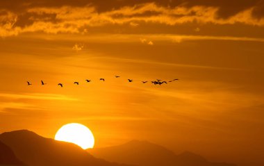 Dağın üstünden uçan Göçmen kuşlar