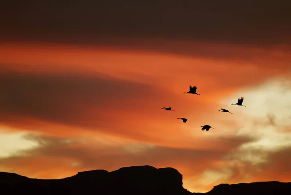 Flock of cranes spring or autumn migration — Stock Photo, Image