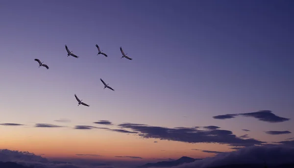 Paisagem durante o pôr do sol com aves voadoras — Fotografia de Stock