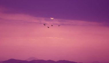 Günbatımında uçan kuşlar