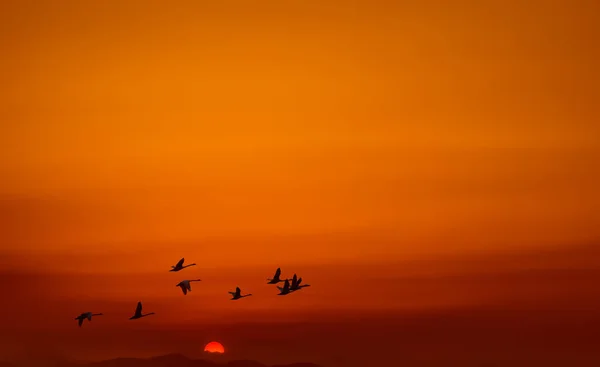 Aves que vuelan al amanecer o al amanecer paisaje rural — Foto de Stock