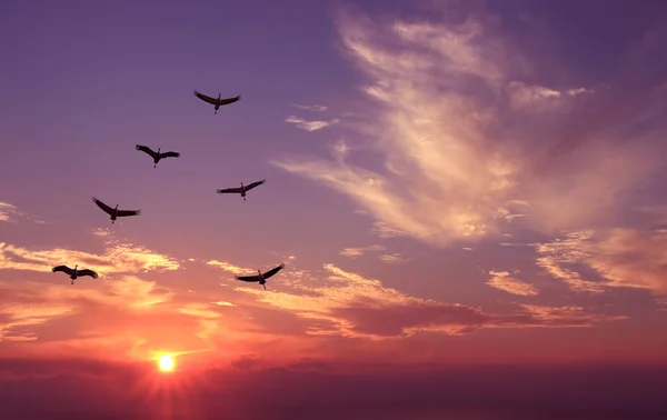 Vogels bij zonsopgang in de lente of herfst concept — Stockfoto