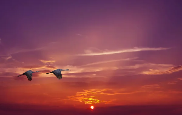 Aves en vuelo contra el fondo del cielo al atardecer — Foto de Stock