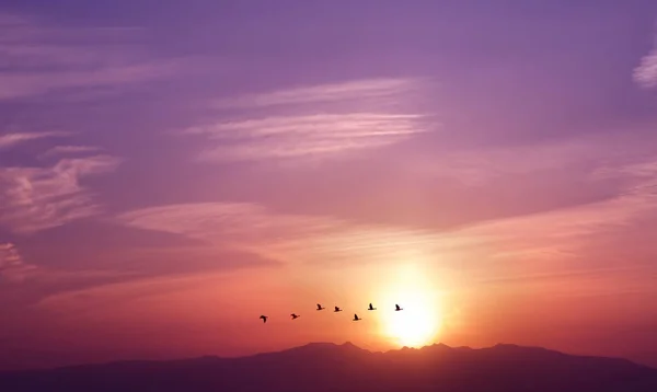 Nascer do sol com aves voadoras — Fotografia de Stock