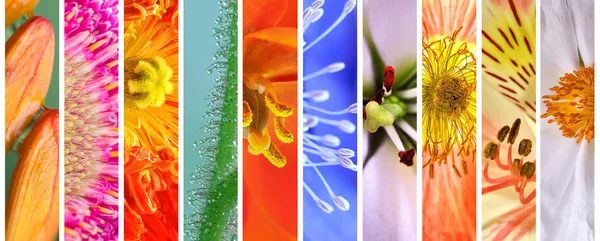 Colorful floral spring and summer set — Stock Photo, Image