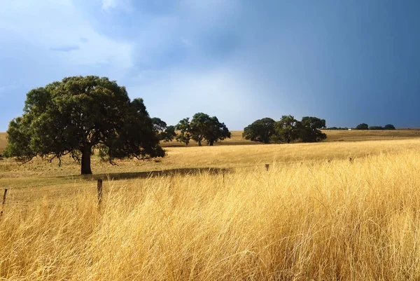 Austrália no outono com árvores nativas e prados secos — Fotografia de Stock