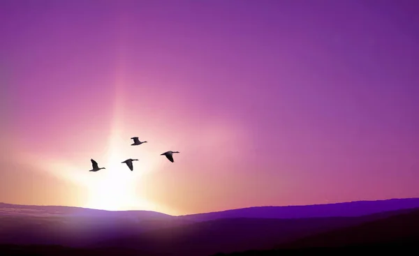 Aves voando contra a paisagem roxa no fundo — Fotografia de Stock