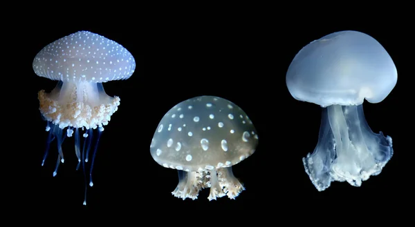 Trois espèces de méduses sur fond noir — Photo