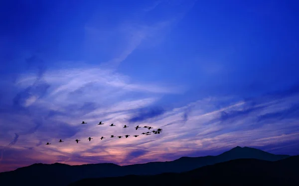 Vogelschar bei Sonnenaufgang oder Sonnenuntergang — Stockfoto