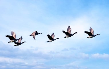 Kuş Uçuş mavi gökyüzü arka plan