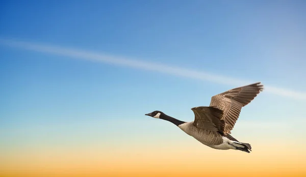 Gans im Flug gegen blauen und gelben Himmel — Stockfoto