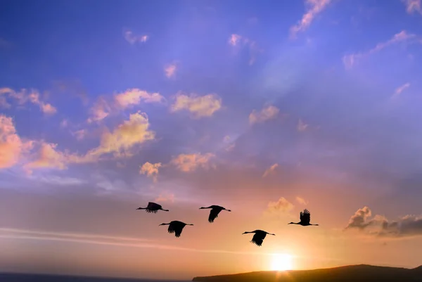 Paysage au coucher du soleil avec des oiseaux volants — Photo