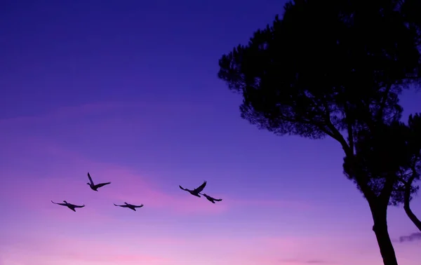 Vögel bei Sonnenuntergang mit Kopierraum — Stockfoto