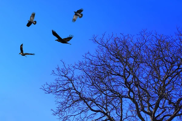 Silhouette degli alberi e corvi sopra il cielo blu — Foto Stock