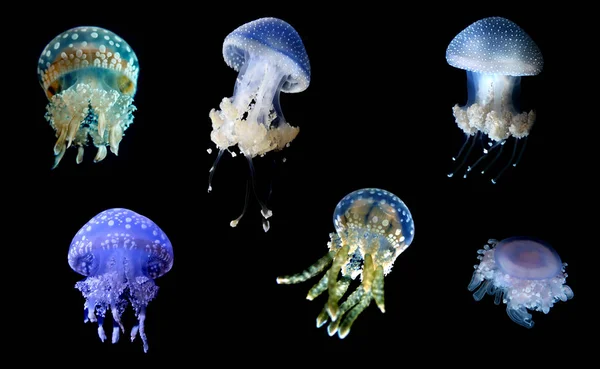 Jellyfish species over black background — Stock Photo, Image