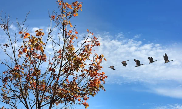 Ptáci v letu proti světlé podzimní pozadí — Stock fotografie