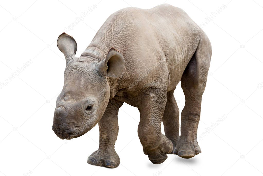 Baby rhinoceros on white