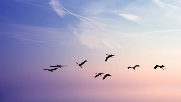 Fåglar som flyger mot kvällen sunset miljö eller ekologi conce — Stockfoto