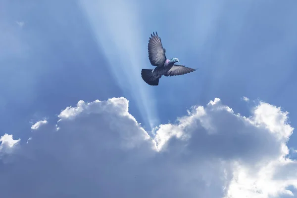 Bella colomba in un cielo blu simbolo di fede — Foto Stock